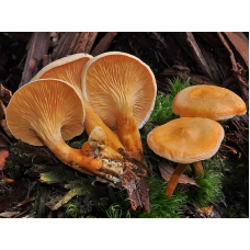 Мицелий Лисички ложной / Говорушка оранжевая (Hygrophoropsis aurantiaca)